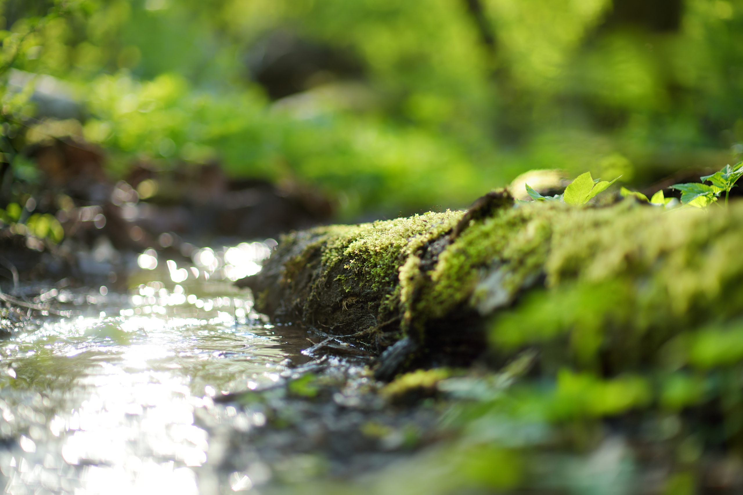 Home creek