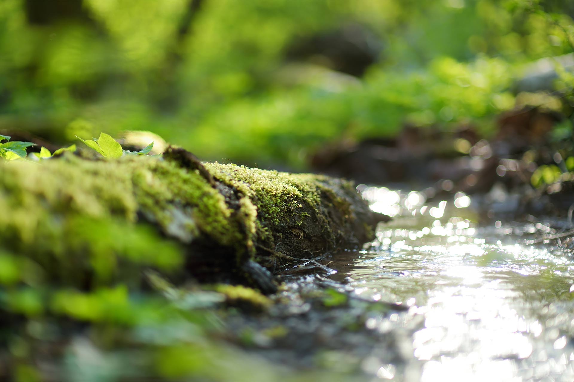 falling-water